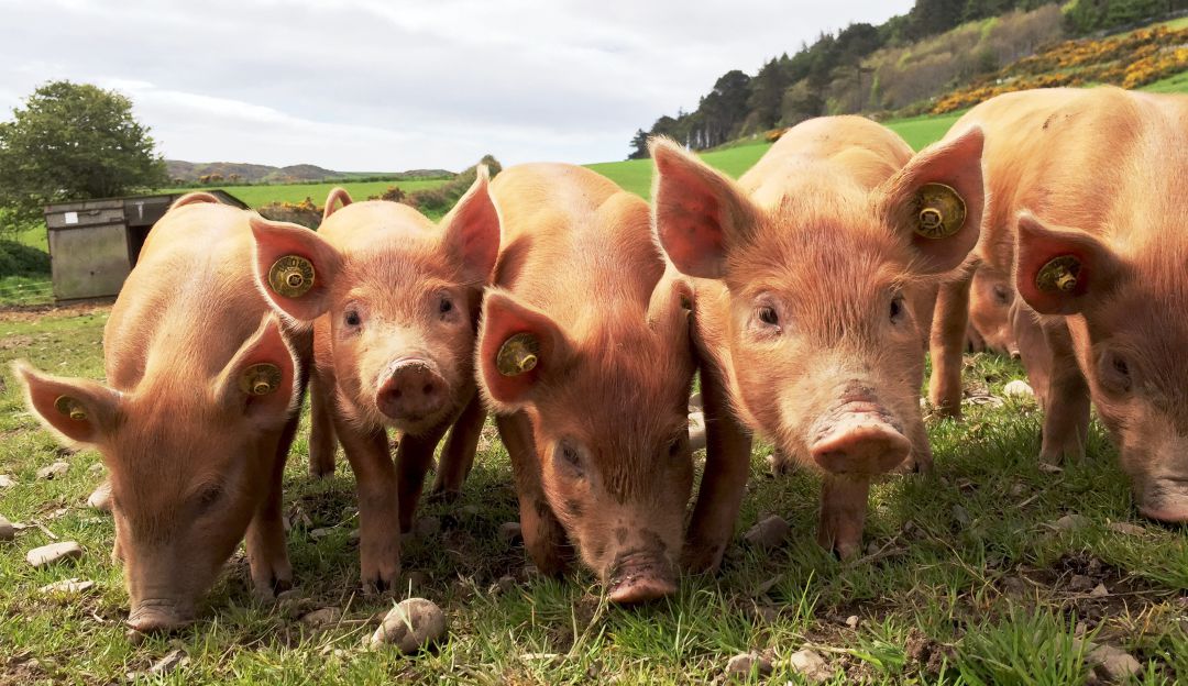 Enfermedades por animales: El 61% de los microorganismos infecciosos provienen de los animales
