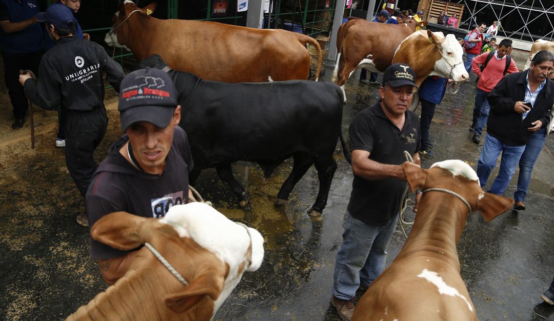 Ganadería: Problemas de abastecimiento de carne de res y cerdo preocupa a Frigoríficos
