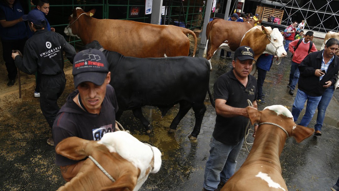Problemas de abastecimiento de carne de res y cerdo preocupa a Frigoríficos
