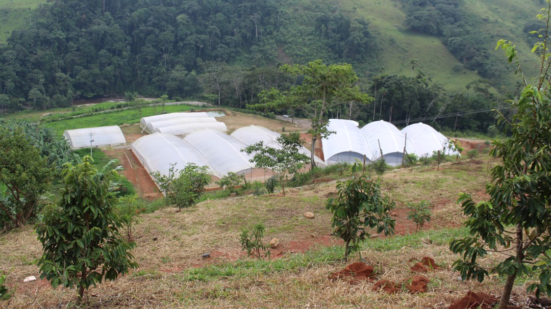 Otorgan $3500 millones para impulsar más de 500 proyectos de excombatientes