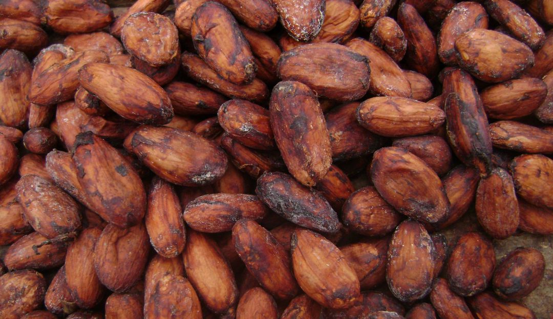 Producción cacao Tolima: Los Héroes de Cultivo están en Ibagué