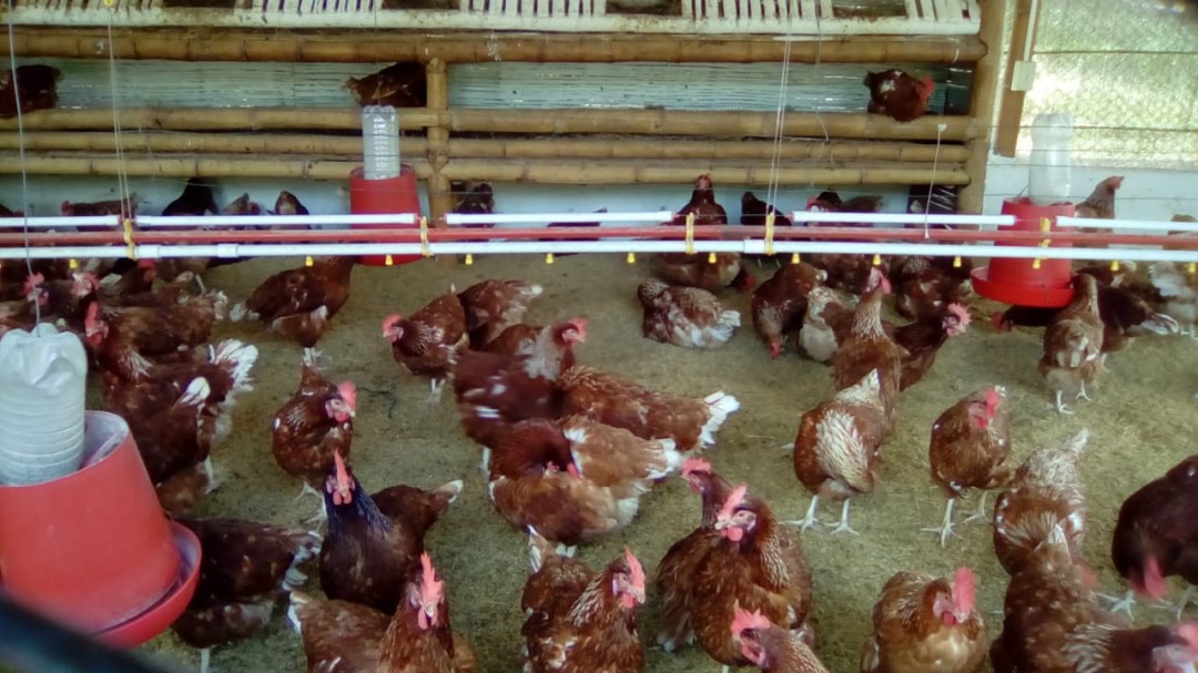 Las aves no sudan pero hay que protegerlas de las altas temperaturas