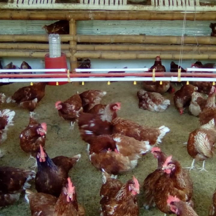 Las aves no sudan pero hay que protegerlas de las altas temperaturas