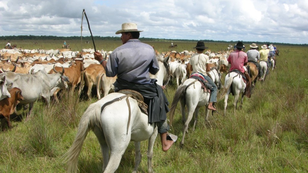 Cantos de Trabajo de Llano, comunicación entre el llanero y el ganado