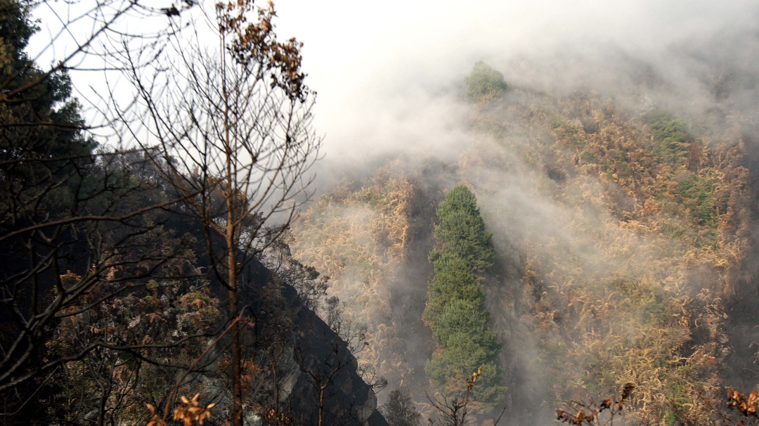 Colombia busca la conservación de sus bosques