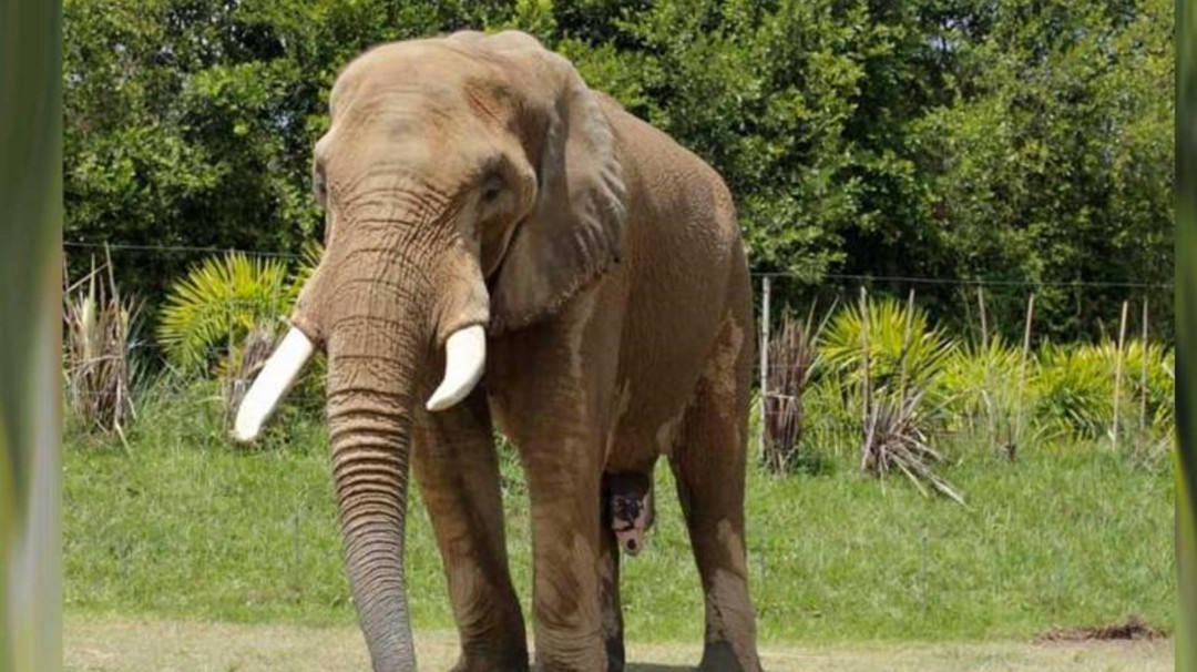 UN ELEFANTE QUE PREDICE LOS PREOLIMPICOS 2020