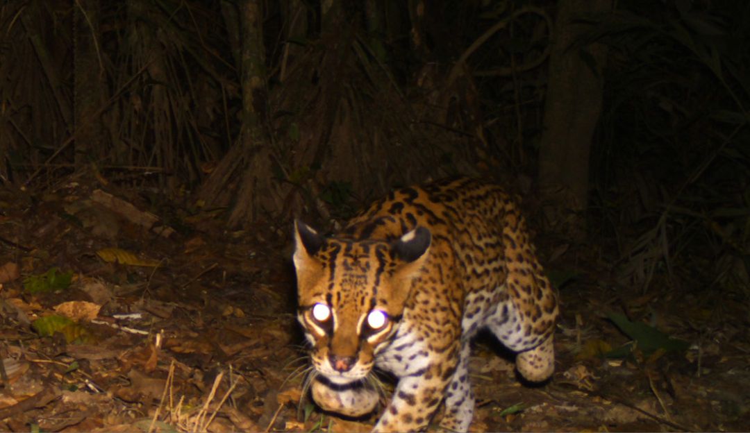Cámaras trampa registran 42 especies en el corazón de la Amazonía