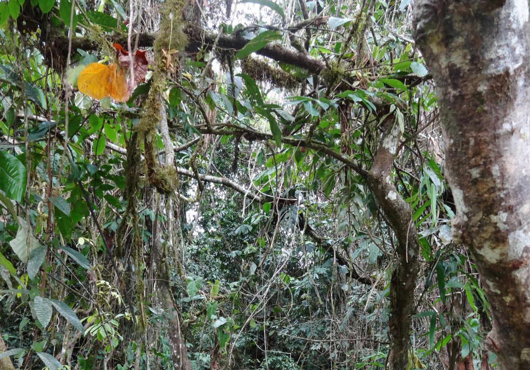 "Comíamos pepitas que encontrábamos en los 34 días perdidos en el Amazonas"