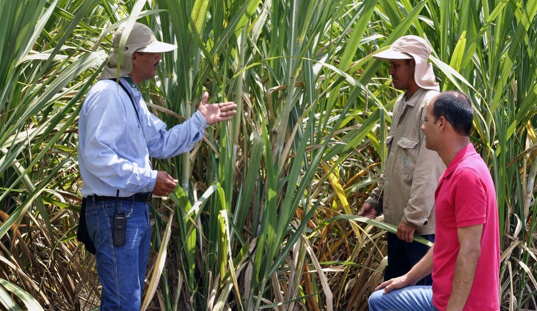 Apuesta por el biocombustible: ¿Biocombustible del bagazo de la caña de azúcar?