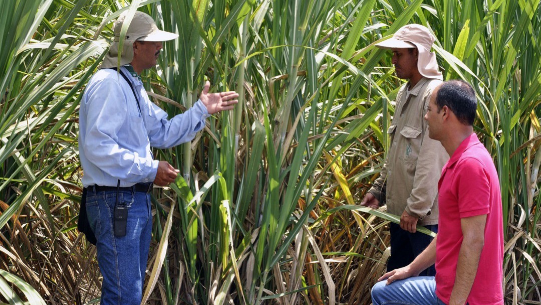 ¿Biocombustible del bagazo de la caña de azúcar?