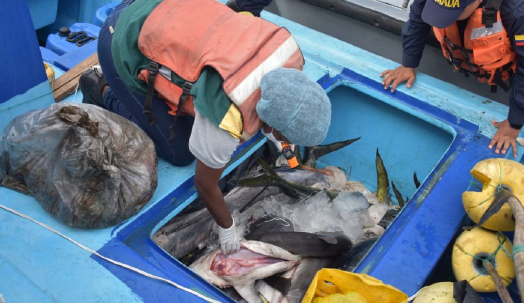 Sigue la pesca ilegal en el santuario de Fauna y Flora de Malpelo: Sigue la pesca ilegal en el santuario de Fauna y Flora de Malpelo