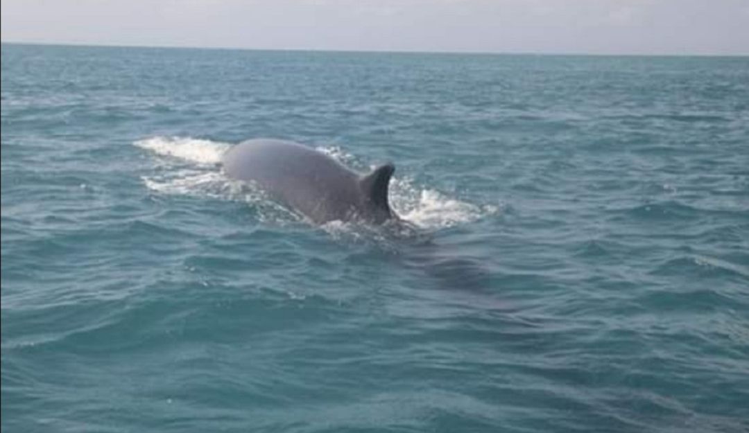 Por primera vez reportan el avistamiento de ballena de aleta en el Caribe
