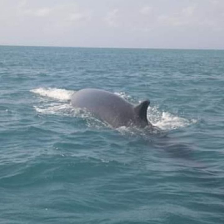 Por primera vez reportan el avistamiento de ballena de aleta en el Caribe