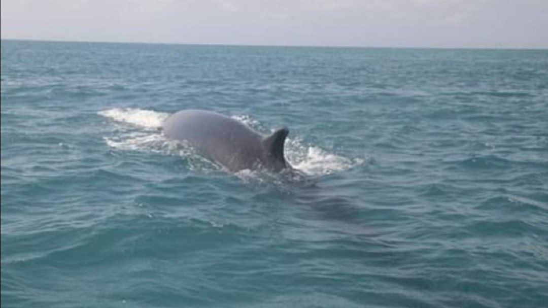 Por primera vez reportan el avistamiento de ballena de aleta en el Caribe