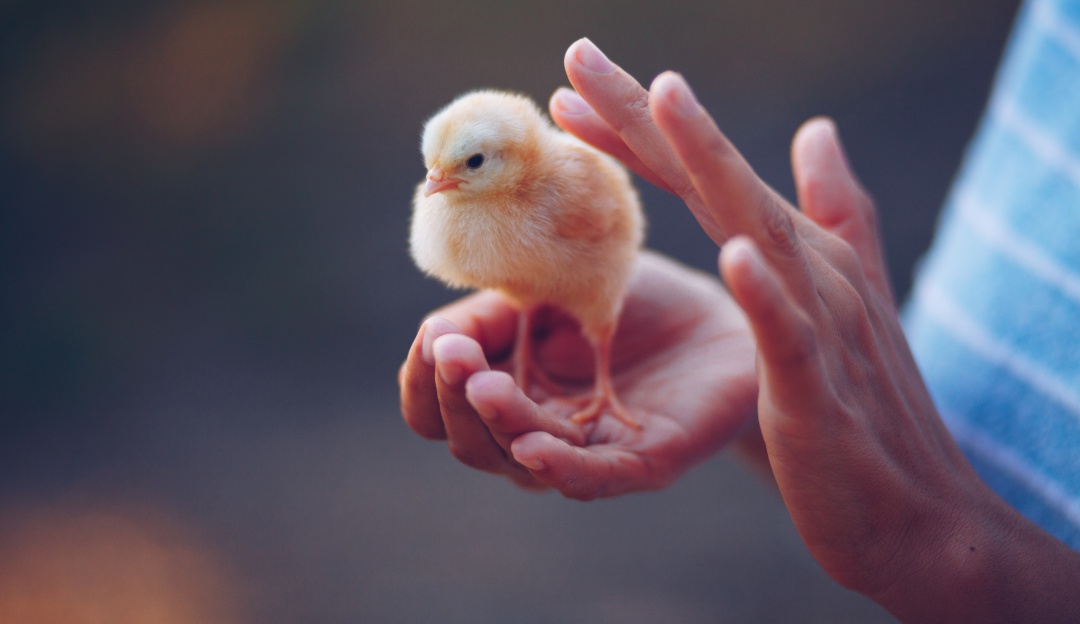 Protección animales en Francia: ¡Salvan a los pollitos! Francia prohibirá triturar aves recién nacidas