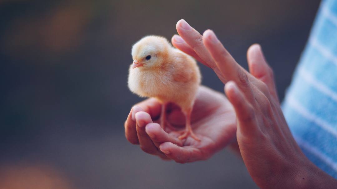 ¡Salvan a los pollitos! Francia prohibirá triturar aves recién nacidas