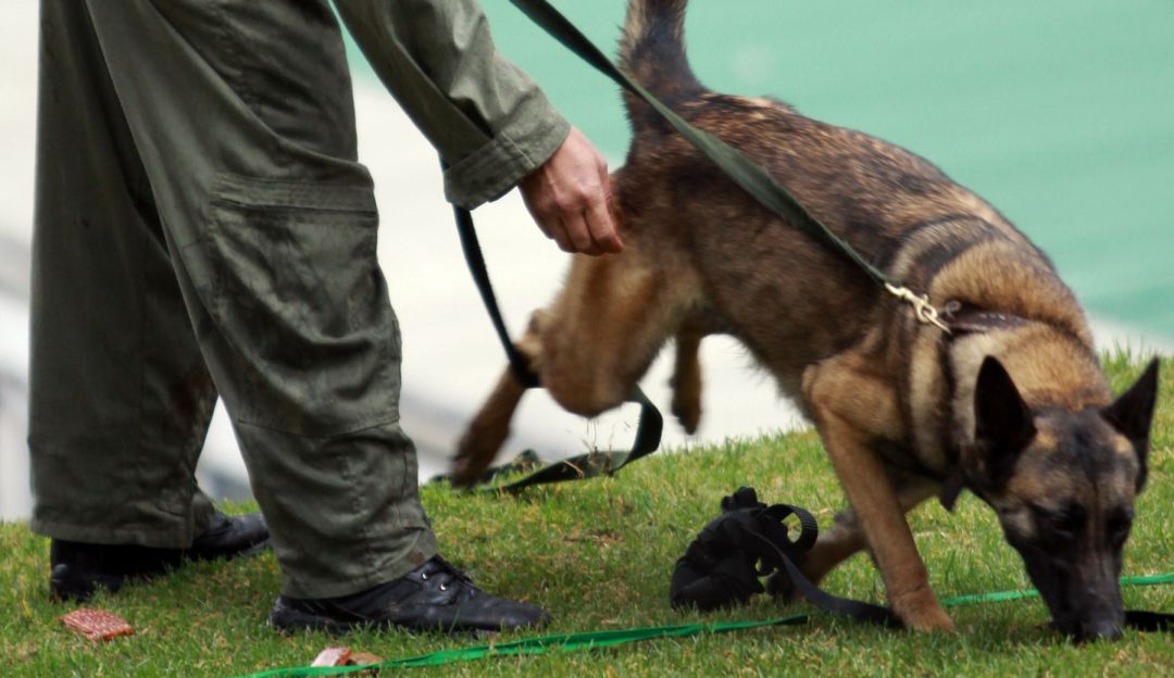 Secretaría de Educación quita perros vigilantes de los colegios públicos: Vigilancia con perros se desmonta de los colegios públicos