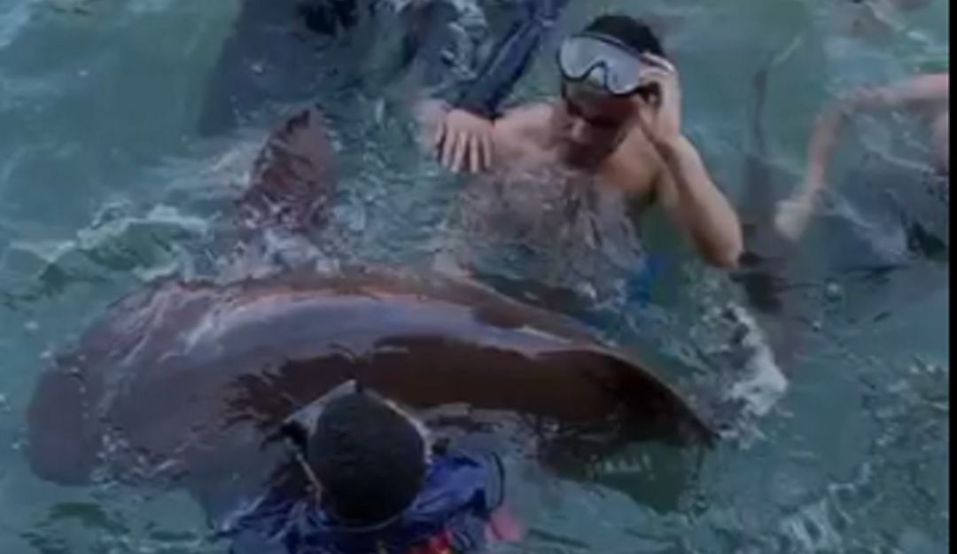 Tiburones gato cautiverio zona insular Cartagena Santa Cruz del Islote: Tiburones Gato en cautiverio en zona insular de Cartagena serán liberados