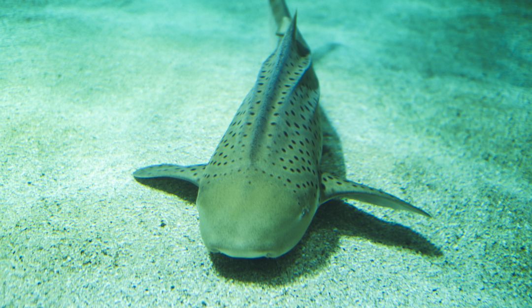 Parque naturales planean liberación de tiburones: Se coordina liberación de tiburones gato en Santa Cruz del Islote