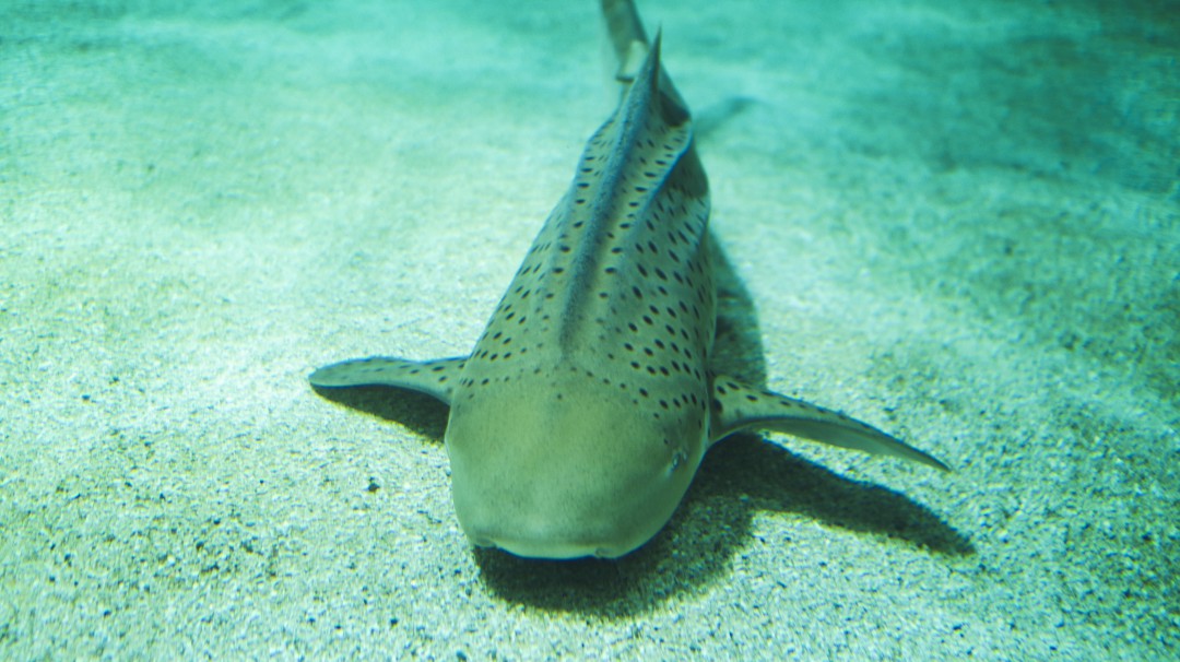 Se coordina liberación de tiburones gato en Santa Cruz del Islote