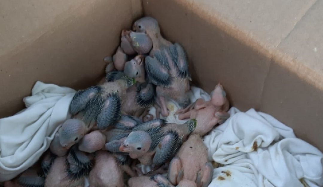 BUCARAMANGA AVES CAPTURAS: Traficantes de aves fueron capturados en Santander