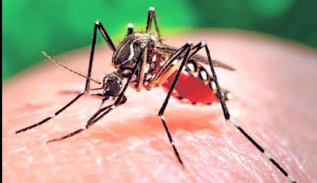 Alarma en Cali por Dengue. Ya son cinco las víctimas por el virus: Alarma en Cali por Dengue. Ya son cinco las víctimas por el virus en 2020