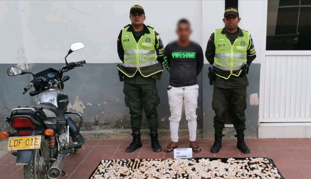 Crímenes medio ambiente: Capturan a hombre con más de 2.000 huevos de iguana en El Carmen de Bolívar