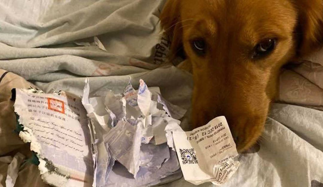 Perro salvó a su dueña del Coronavirus: Conozca a 'Kimi', el perro que salvó a su dueña de contraer Coronavirus