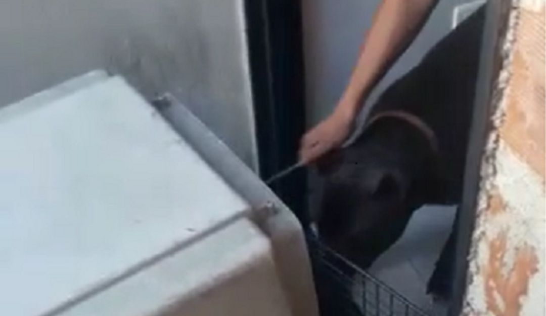 Niña de 4 años fue mordida por un perro pitbull en Medellín: Niña de 4 años fue mordida por un perro pitbull en Medellín