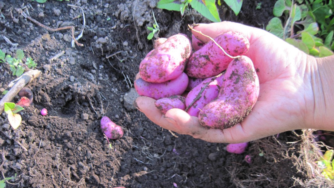 Habas y ollucos, alimentos de nuestras ancestros