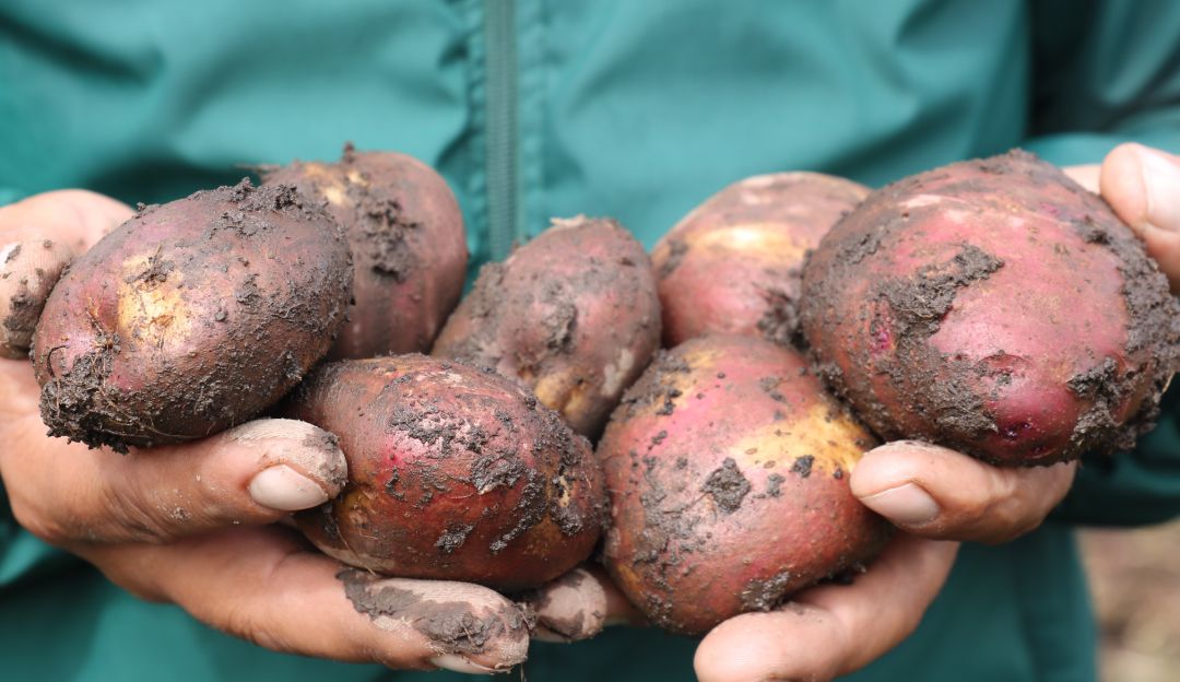 cultivos campesinos paperos venta ventaquemada papa bultos: Paperos venden sus productos a las orillas de la vía Ventaquemada