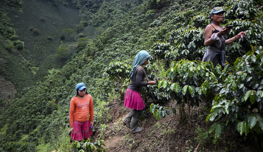 Cafetales en Tolima: Verano podría afectar cosecha cafetera en Tolima