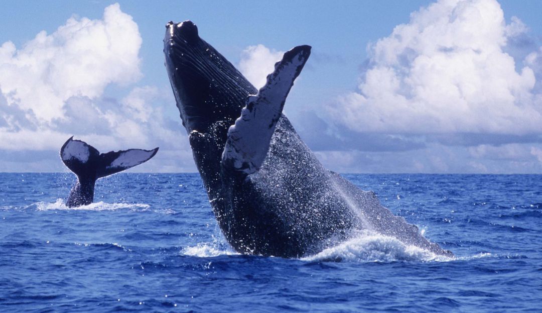 Turismo en el Pacífico: Desde ya, empresas turísticas se alistan para la temporada de ballenas