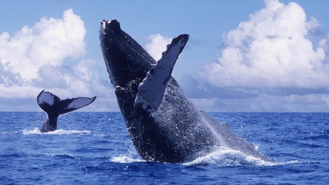 Desde ya, empresas turísticas se alistan para la temporada de ballenas