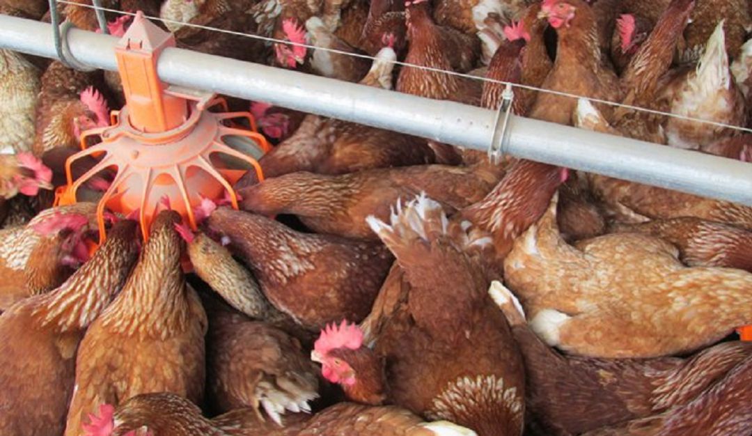 Avicultura: ¿Qué está pasando con los avicultores en el Valle?