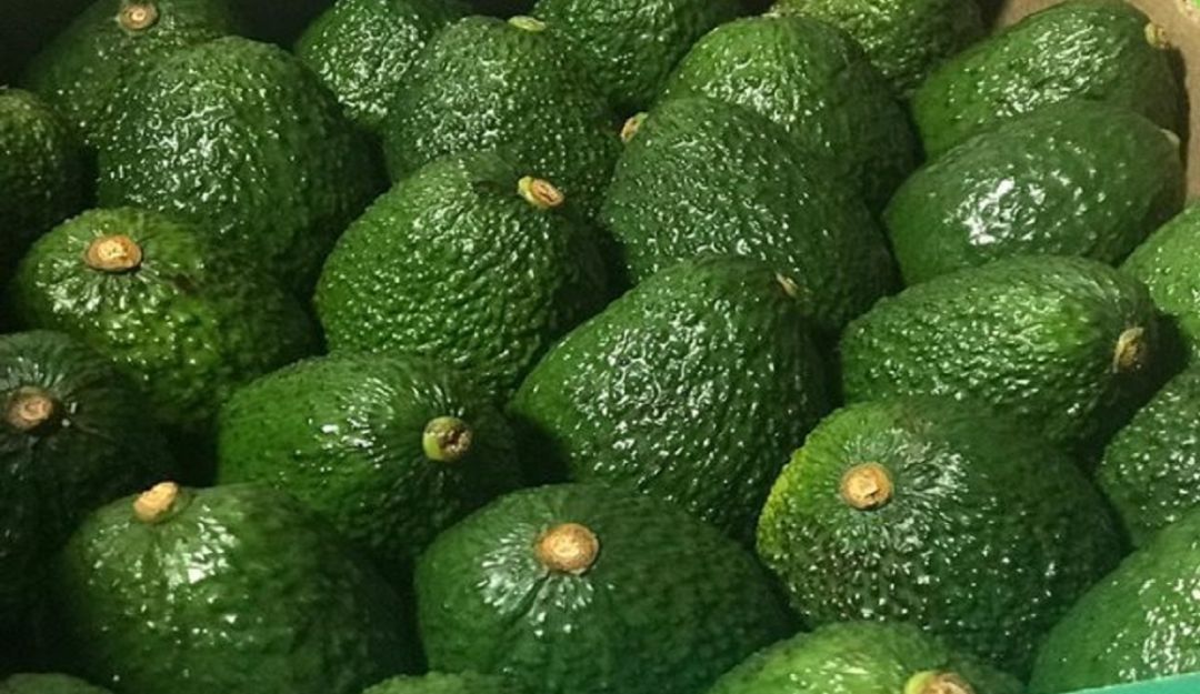 Exportación de aguacate hass