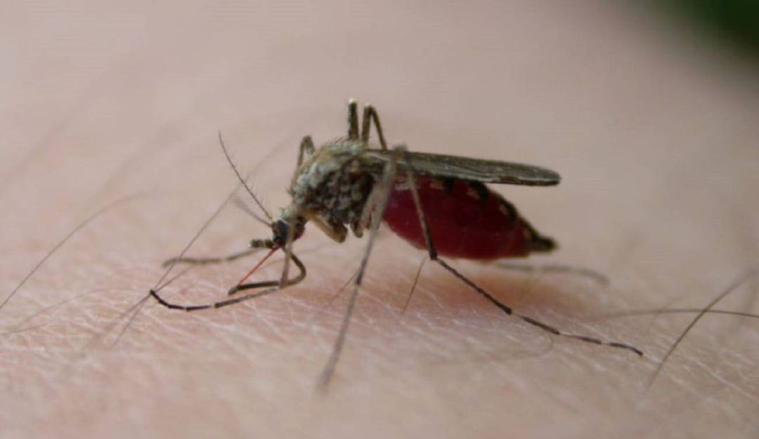 dengue; caldas; salud; enfermedades;: 24 casos de dengue confirmados en Caldas