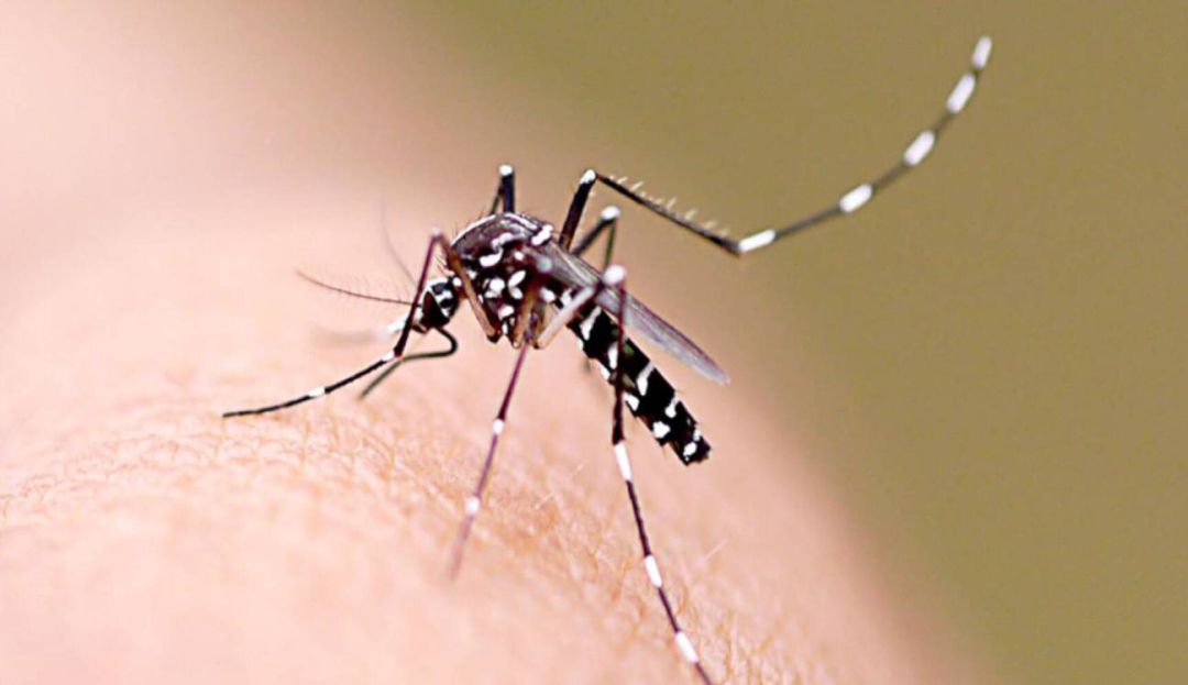 Dengue en Dosquebradas: Casos de dengue siguen aumentando en Dosquebradas