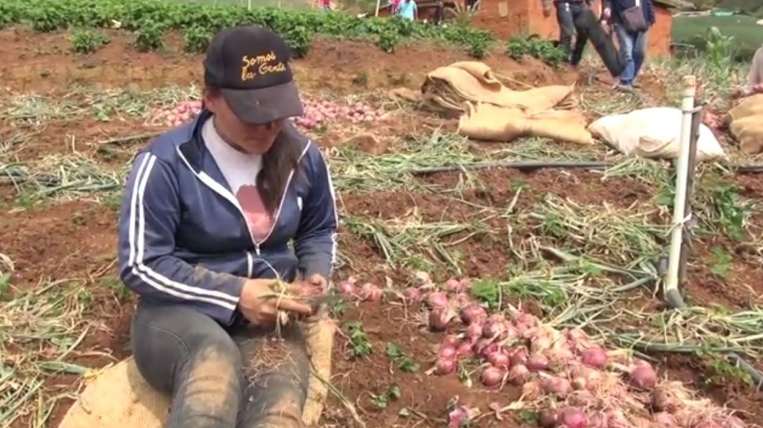 Cebolla de Boyacá no ha podido llegar al 90% del país por bloqueos
