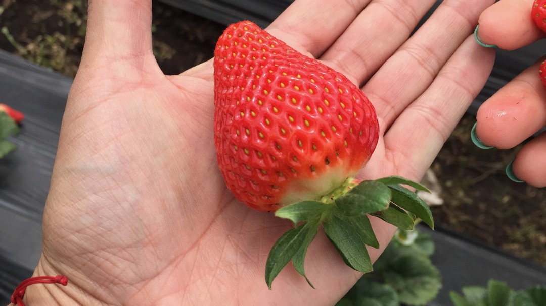 Nanofertilizantes, para una agricultura más productiva