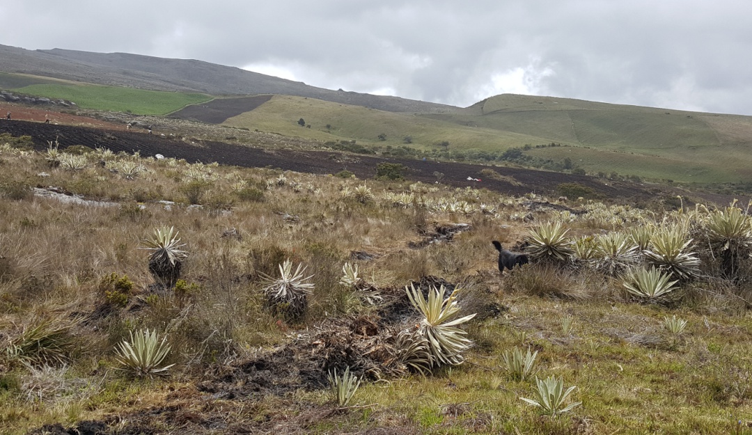 Incendio en Sumapaz: Más de 2.000 hectáreas se quemaron en el incendio de Sumapaz