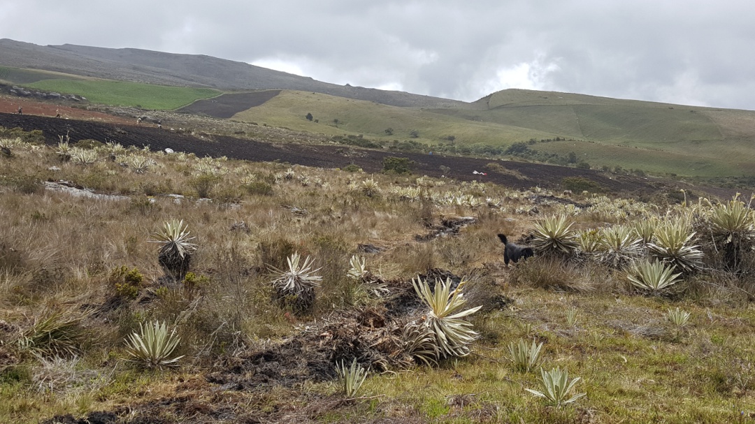 Más de 2.000 hectáreas se quemaron en el incendio de Sumapaz