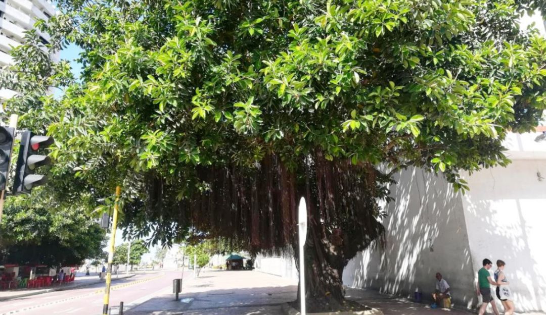 arboles caucho Cartagena: Hacen recomendaciones para preservar arboles de caucho de Cartagena