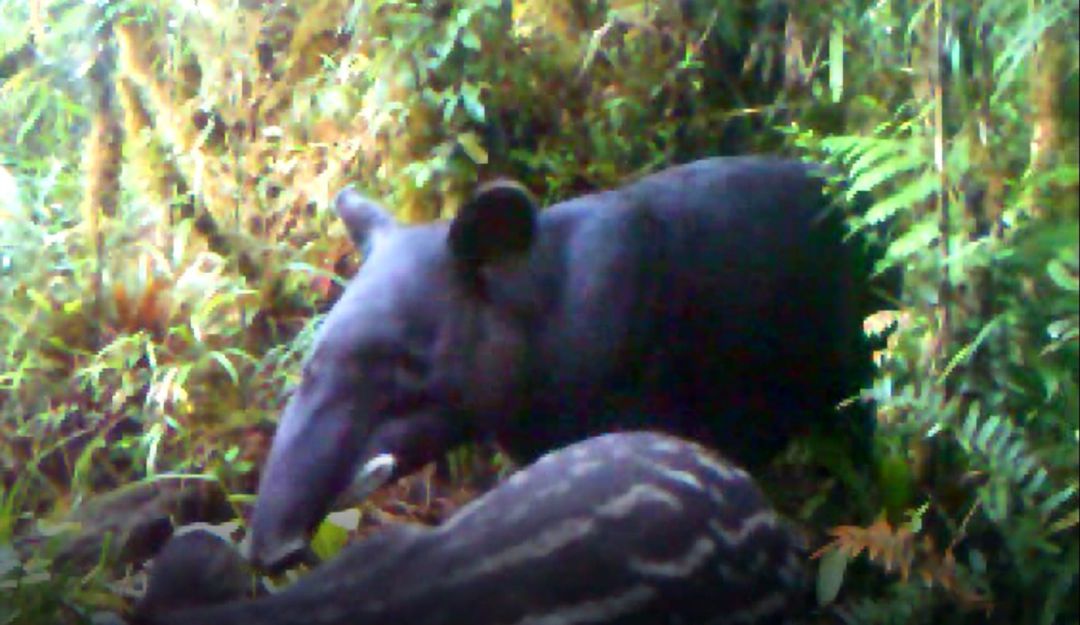 Animales en vía de extinción: Mamíferos de fauna silvestre en vía de extinción son avistados en Huila