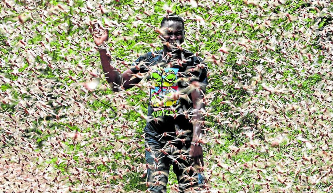 Imagen de la plaga de langostas que devora cultivos en África y pone en riesgo a los habitantes.