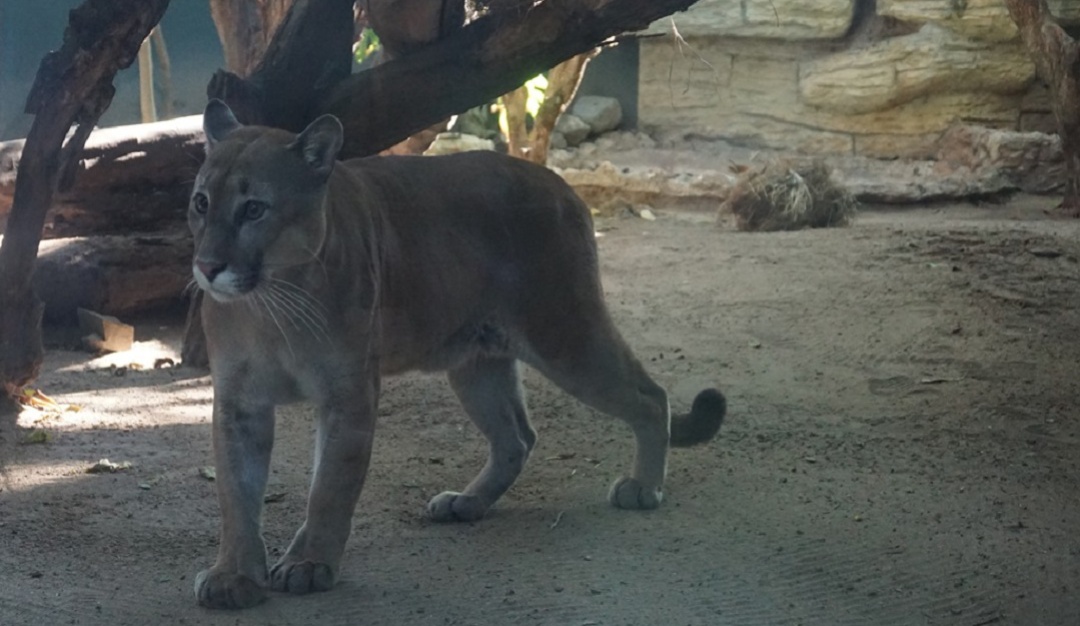 Zoológico de Barranquilla: Puma rescatado en Norte de Santander llega al Zoológico de Barranquilla