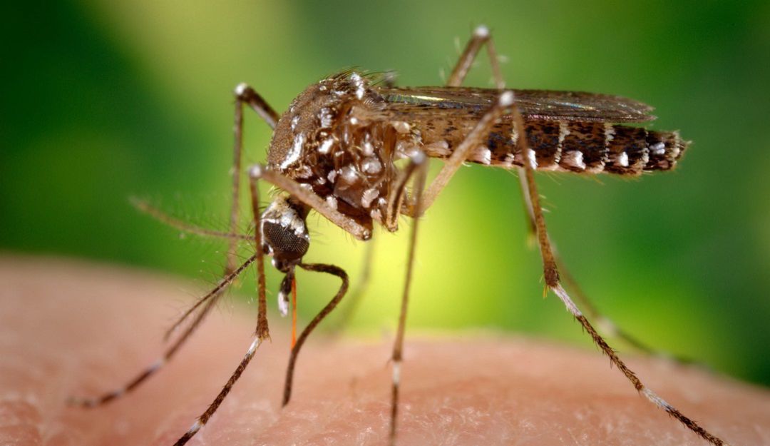Dengue: En Sucre no le han podido cortar las alas al dengue