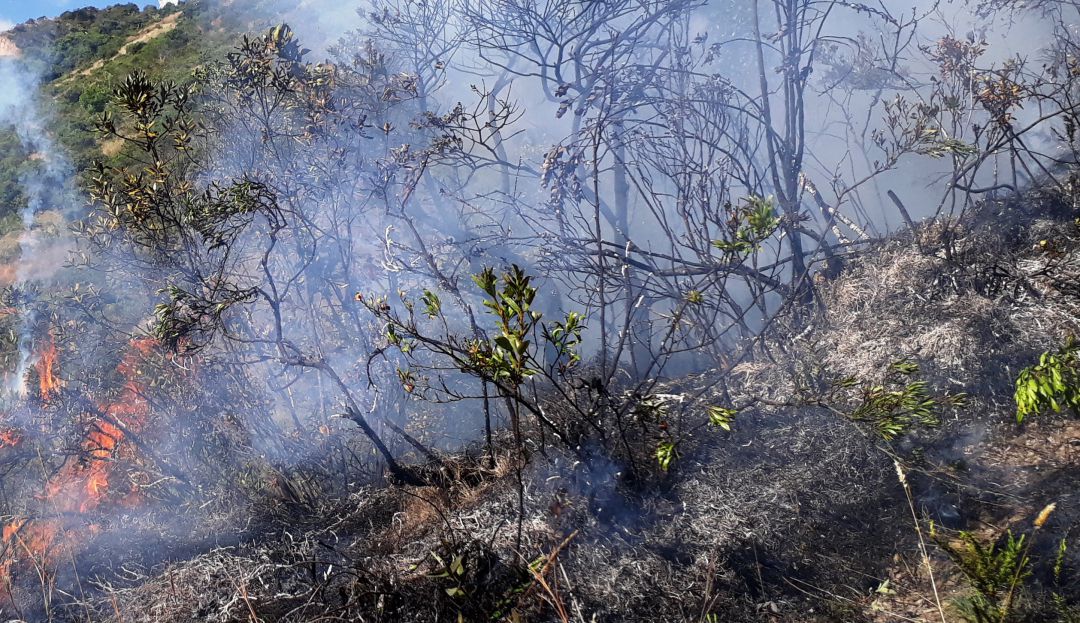 Incendios forestales Tolima: Incendio forestal fuera de control en Tolima