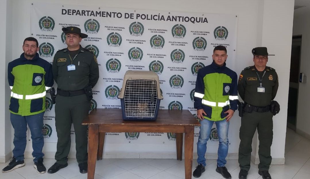 En Marinilla, rescatan tigrillo que estaba en malas condiciones