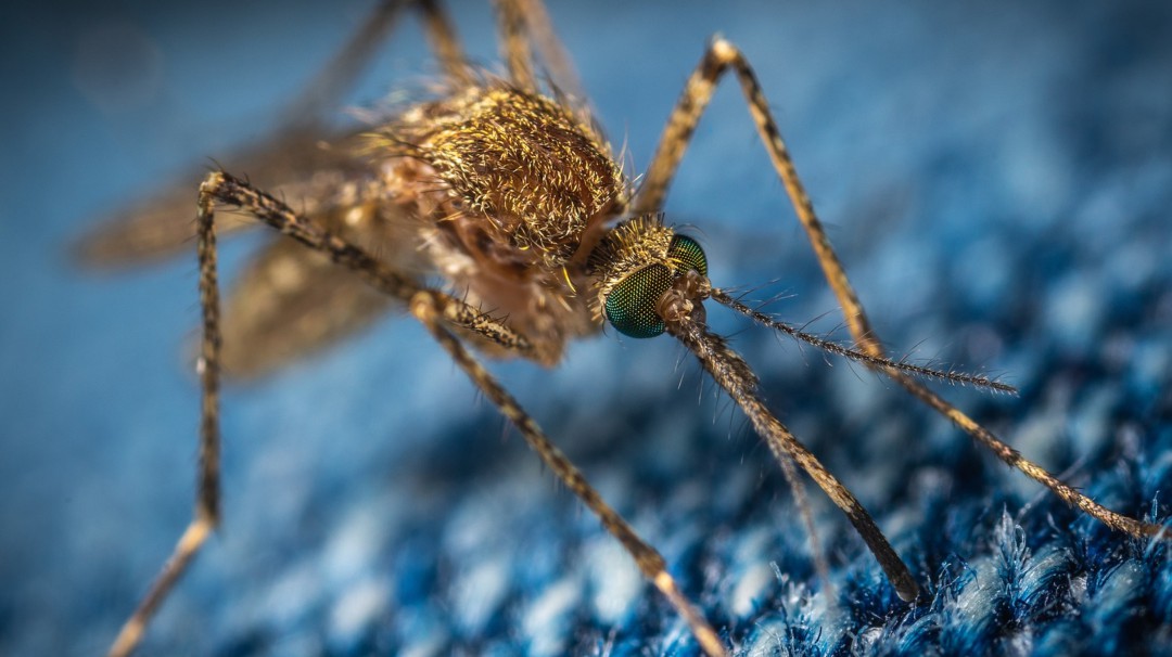 La historia de las moscas y los mosquitos